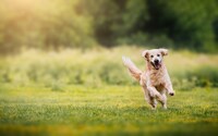 Golden retriever running happily on green grass in nature. Portrait of a happy dog on a green lawn.